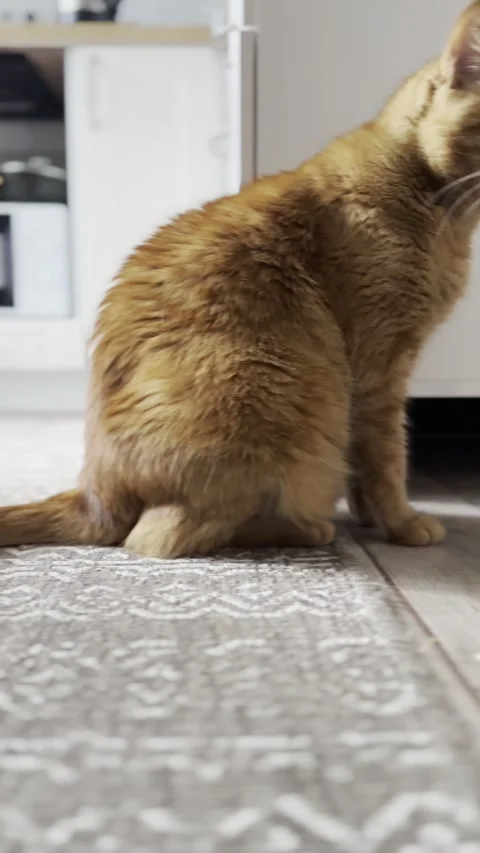 Red cat wags its tail Stock Footage 280334113
