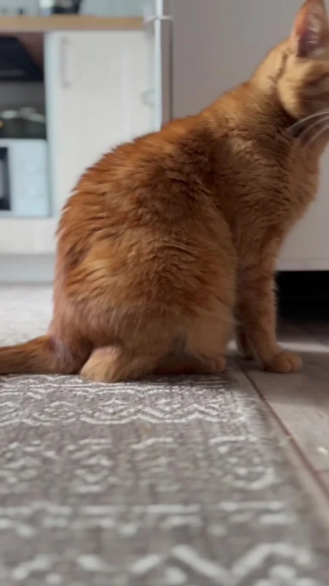 Red cat wags its tail Stock Footage 280364568