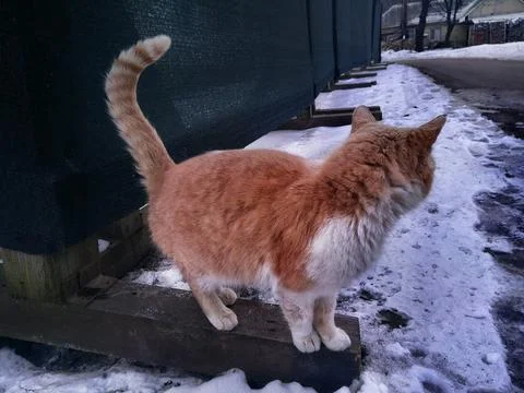 Red cat on a walk. Stock-Fotos