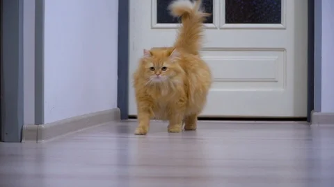 The red cat is walking along the corridor Stock Footage 91225626