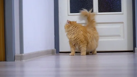 The red cat is walking along the corridor Stock Footage 91225639