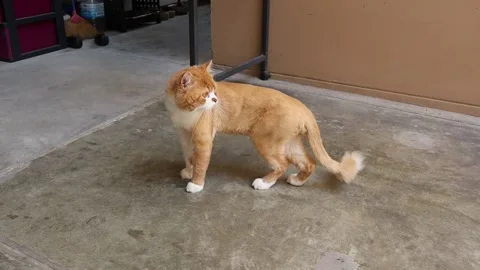 Red cat is walking and looking carefully on cement flooring Stock Footage 153802056