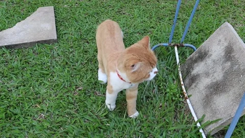Red cat is walking carefully on the green grasses Stock Footage 162239098