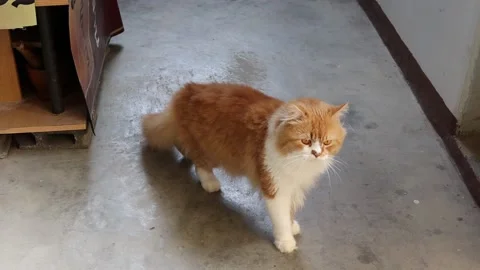 Red cat walking on cement flooring Stock Footage 140370481