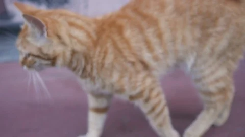 Red cat walking on the concrete Video stock 111503749