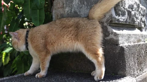 Red Cat Walking Through Green Nature in 4K Ultra HD 库存影片 344641477