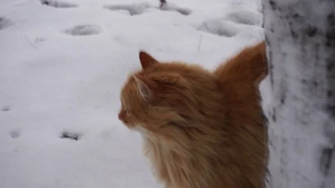 Red cat walks around a tree Stock Footage 114649015