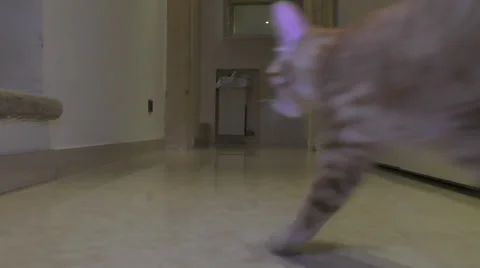 Red cat walks Stock Footage 58931750