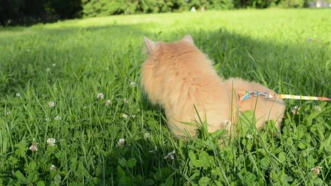 Red cat walks in the grass Stock Footage 77970981