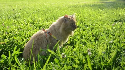 Red cat walks in the grass Stock Footage