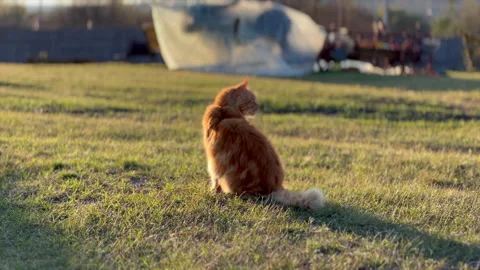 A red cat walks on green grass on a farm Stock Footage 258072990
