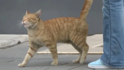 A red cat walks next to a man on the street Stock Footage 91320488