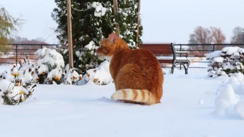 Red cat walks in the snow Stock-Footage 236541782