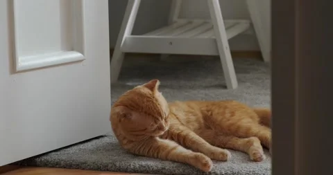 Red cat washes and licks fur sitting on the floor in the room Stock Footage 227023952