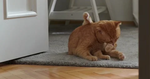 Red cat washes and licks fur sitting on the floor in the room Stock Footage 227024610