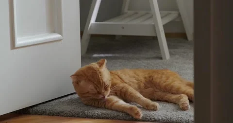 Red cat washes and licks fur sitting on the floor in the room Stock Footage 227024744