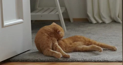 Red cat washes and licks fur sitting on the floor in the room Stock Footage 227025713