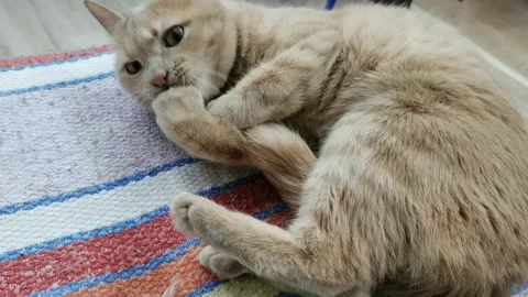 Red cat washes and washes his tail Stock Footage 242333257