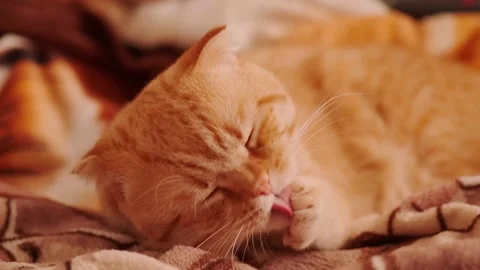 Red cat washes his face and licks his paw Stock Footage 146815290