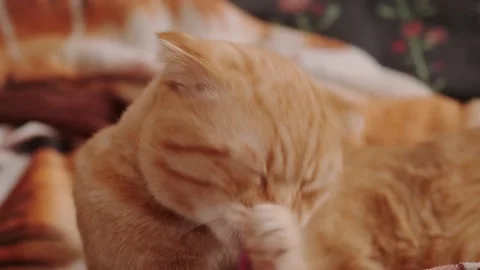 Red cat washes his face and licks his paw Stock Footage 146815347
