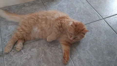 Red cat washing himself lying on the floor 動画素材 136471152