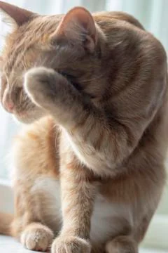 Red cat is washing itself, vertical composition Stock Photos