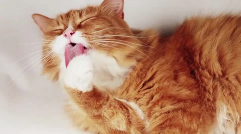 Red cat washing itself on white background Stock Footage 42677426