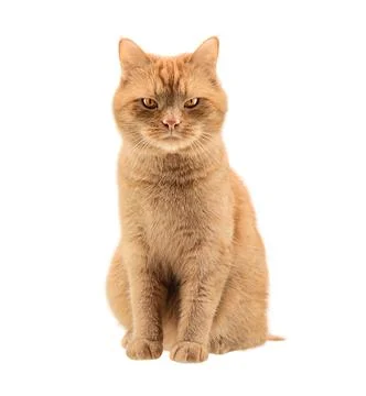 Red cat on a white background. close-up. evil look Stock Photos