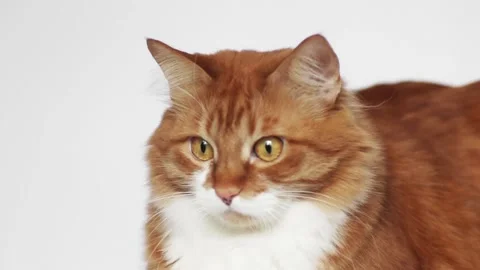 Red cat on a white background Stock Footage 104974981