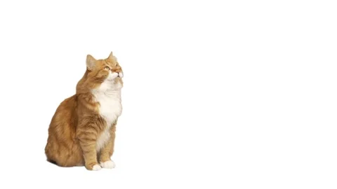 Red cat on white background Stockbeeldmateriaal 132522076