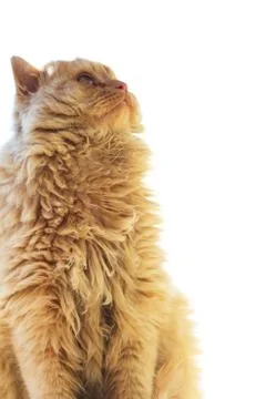 Red cat on a white background Stock Photos