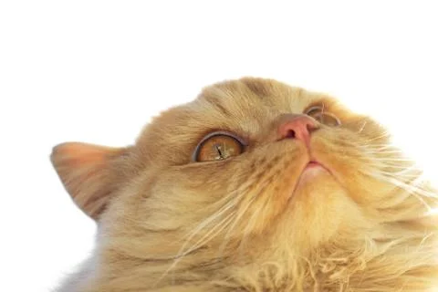 Red cat on a white background Stock Photos