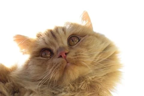 Red cat on a white background Stock Photos