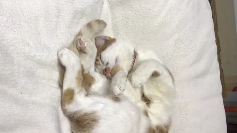 A red cat with white spots sleeps in a bizarre position. Resting on a white.. Stock Footage 259710199