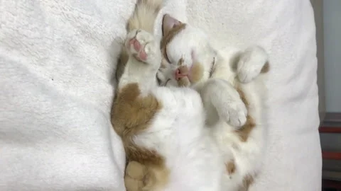 A red cat with white spots sleeps in a bizarre position. Resting on a white.. Stock Footage 259710306