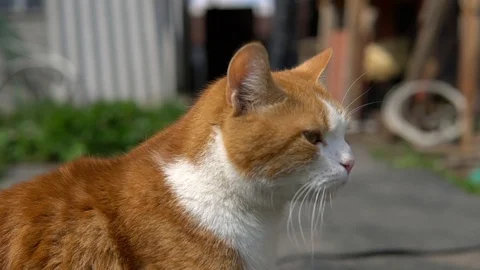 Red cat wiggles its ears and leaves Stock Footage 107598733