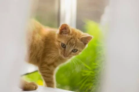 Red cat at the window. Stock Photos