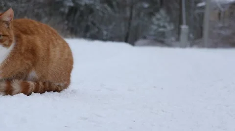 Red cat on the winter snow sneaking dolly  shot in village closeup Stock Footage 58941748