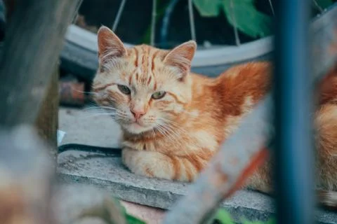 Red cat in the yard in the summer Stock Photos