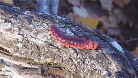 Red caterpillar crawling on a tree in the wild nature. Stock Footage 98842442