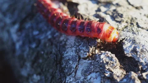 Red caterpillar crawling on a tree in the wild nature Stock Footage 98842497