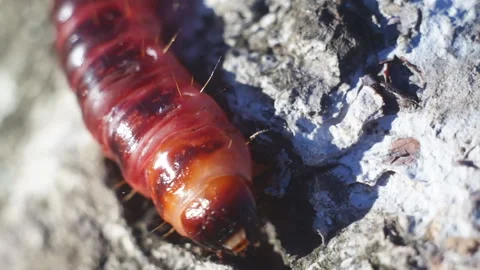 Red caterpillar crawling on a tree in the wild nature. Stock Footage 98842552