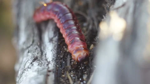 Red caterpillar crawling on a tree in the wild nature. Stock Footage 98843076