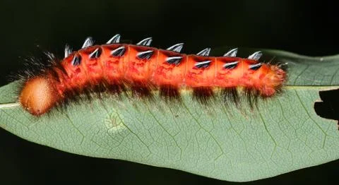 Red Caterpillar on the leaf - closeup. Foto stock