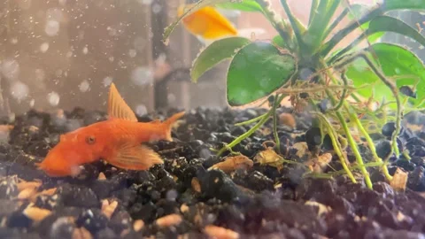 Red catfish cleans a small aquarium with fish and snails Stock Footage 223679846