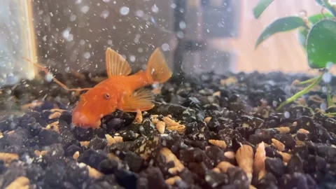 Red catfish cleans a small aquarium with fish and snails Stock Footage 223681354