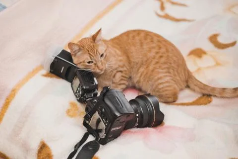 Red cat.Red cat.Red cat. Stock Photos