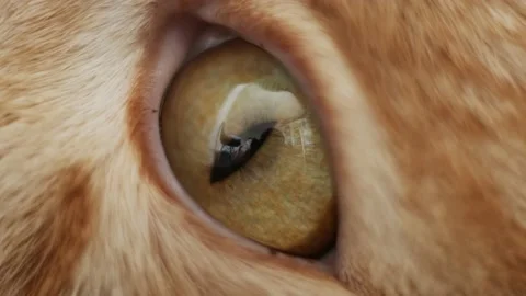 The red cat's eye Stock Footage 160341569