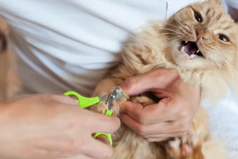 Red cat's nails Stock Photos