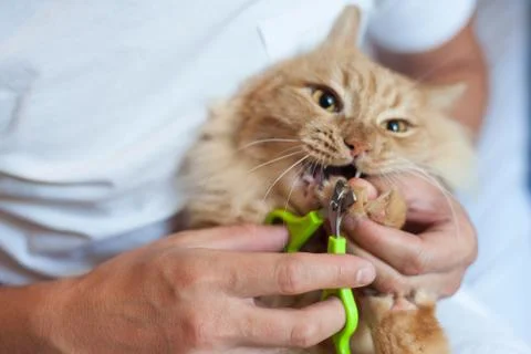 Red cat's nails  Stock Photos